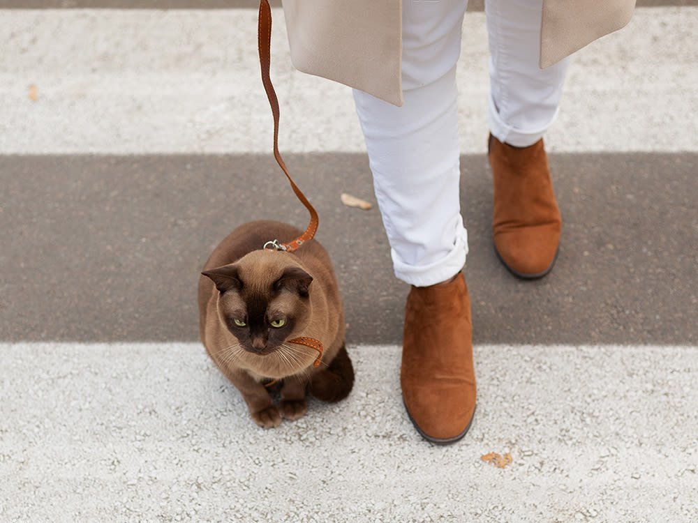 A Burma breed cat on a leashed harness sitting near a feet of a girl at a pedestrian crossing.