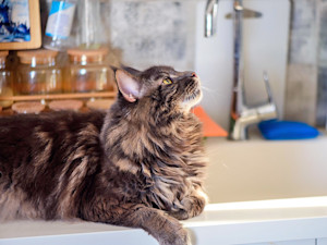 Big brown cat looking up from the kitchen counter.