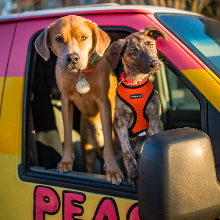 henry inline finna dn linus in peace van