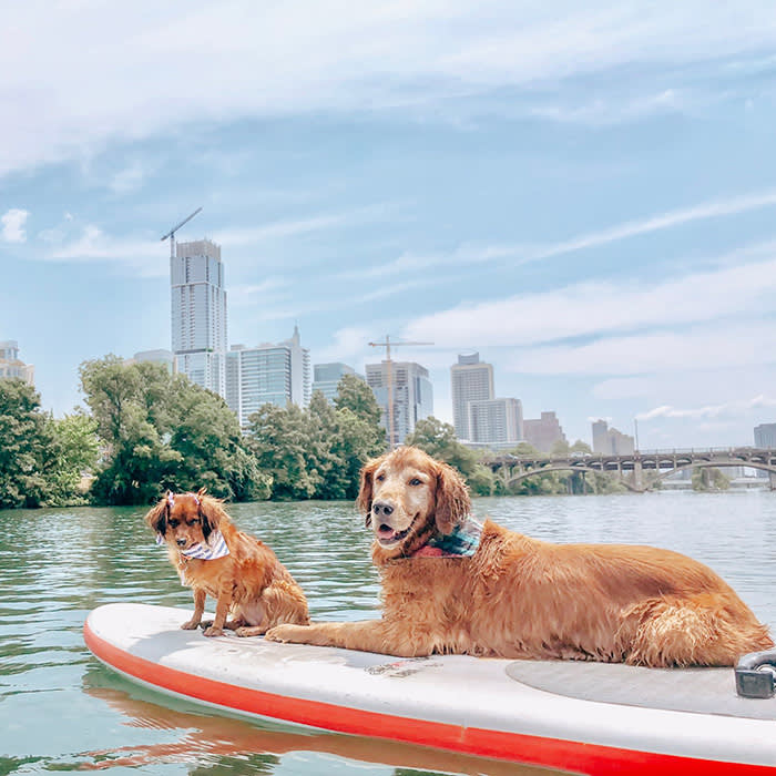two dogs on paddleboards