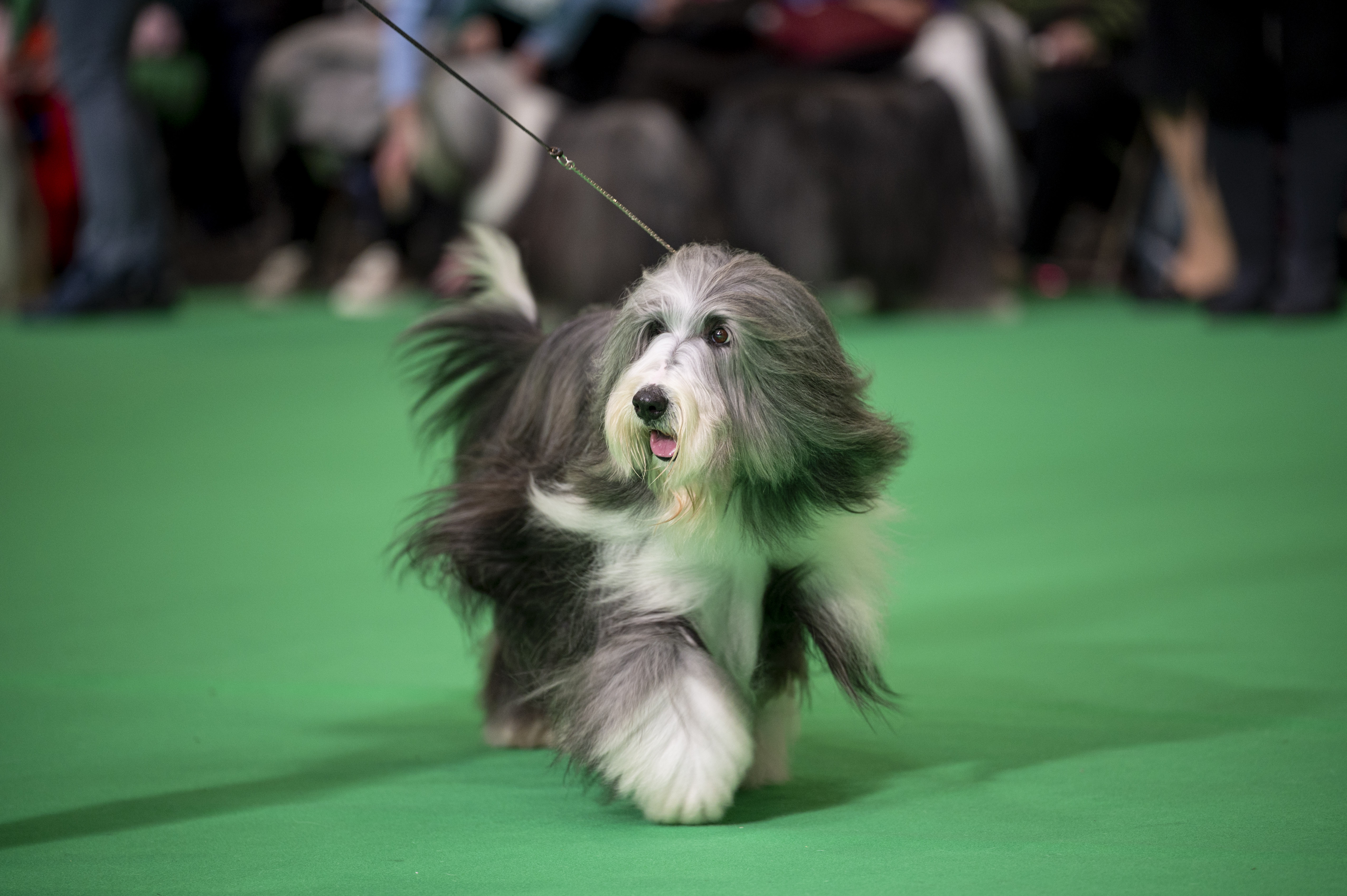 A bearded collie dog at crufts 
