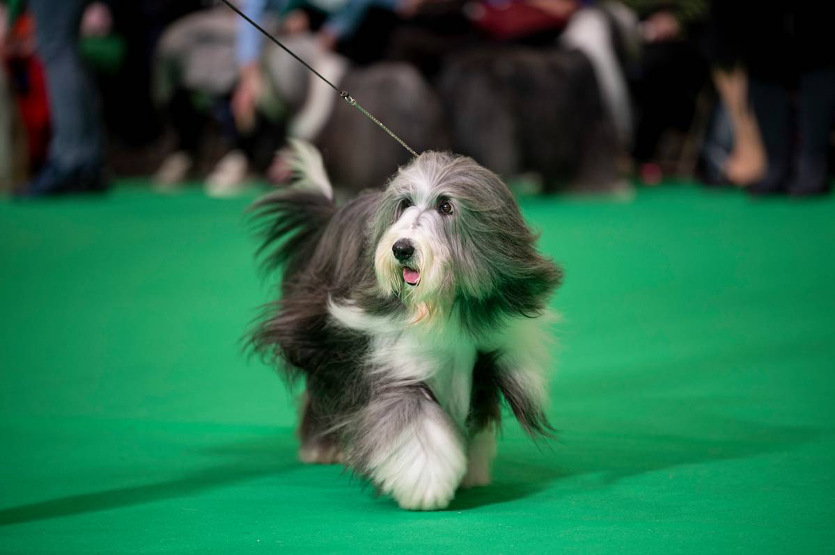 A bearded collie dog at crufts