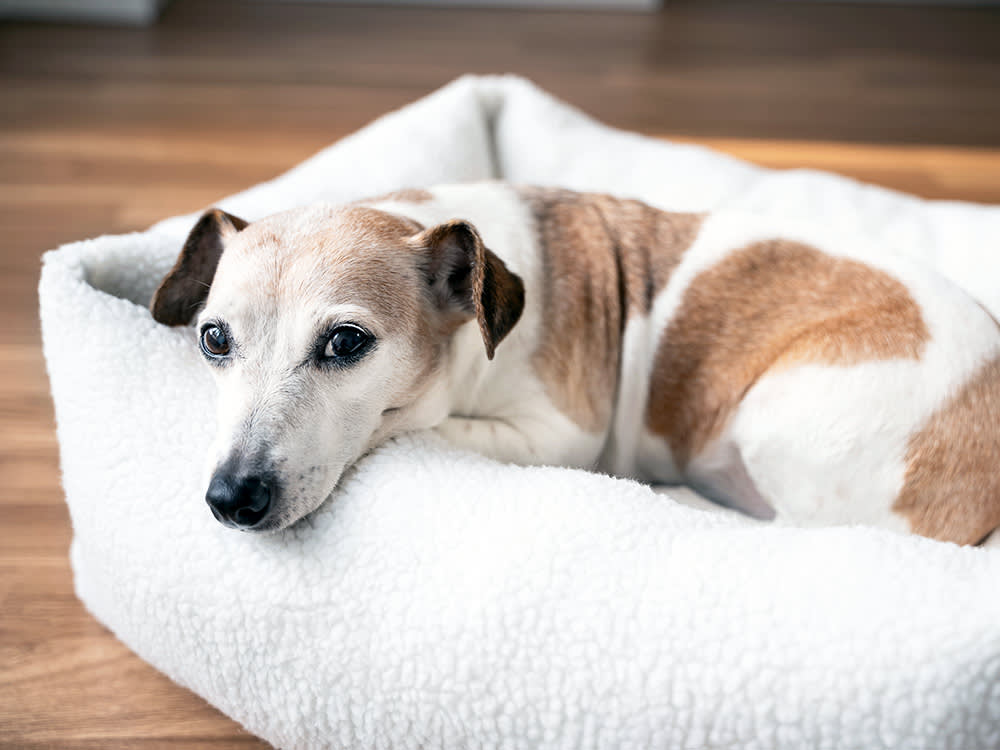 Senior dog resting in orthopedic bed at home.