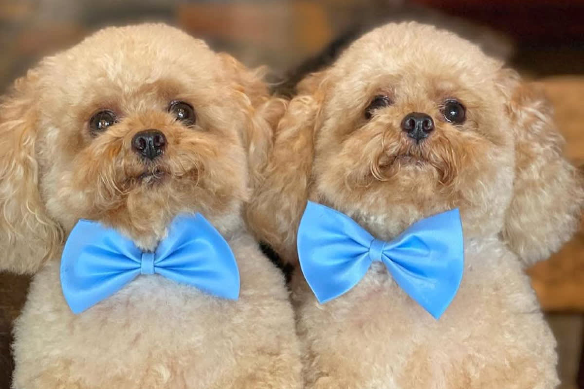 Two cloned dogs wearing blue bowties