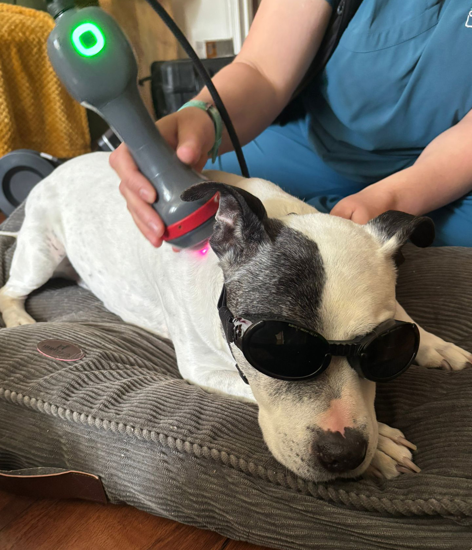staffordshire bull terrier receiving red light laser therapy from a professional 