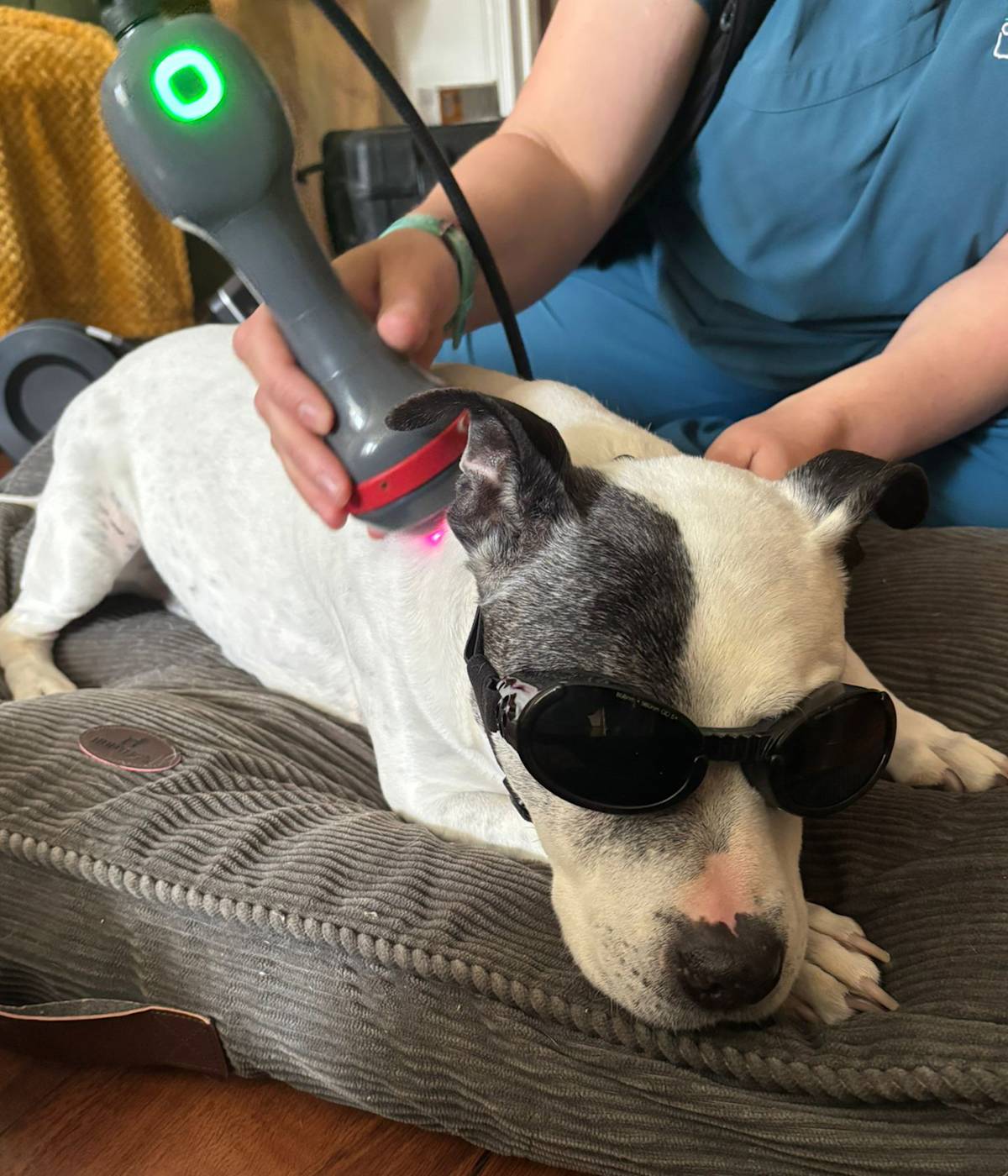 staffordshire bull terrier receiving red light laser therapy from a professional