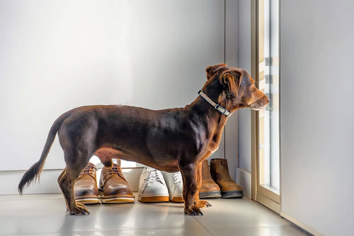 A dog stands at the door looking out a window, waiting.