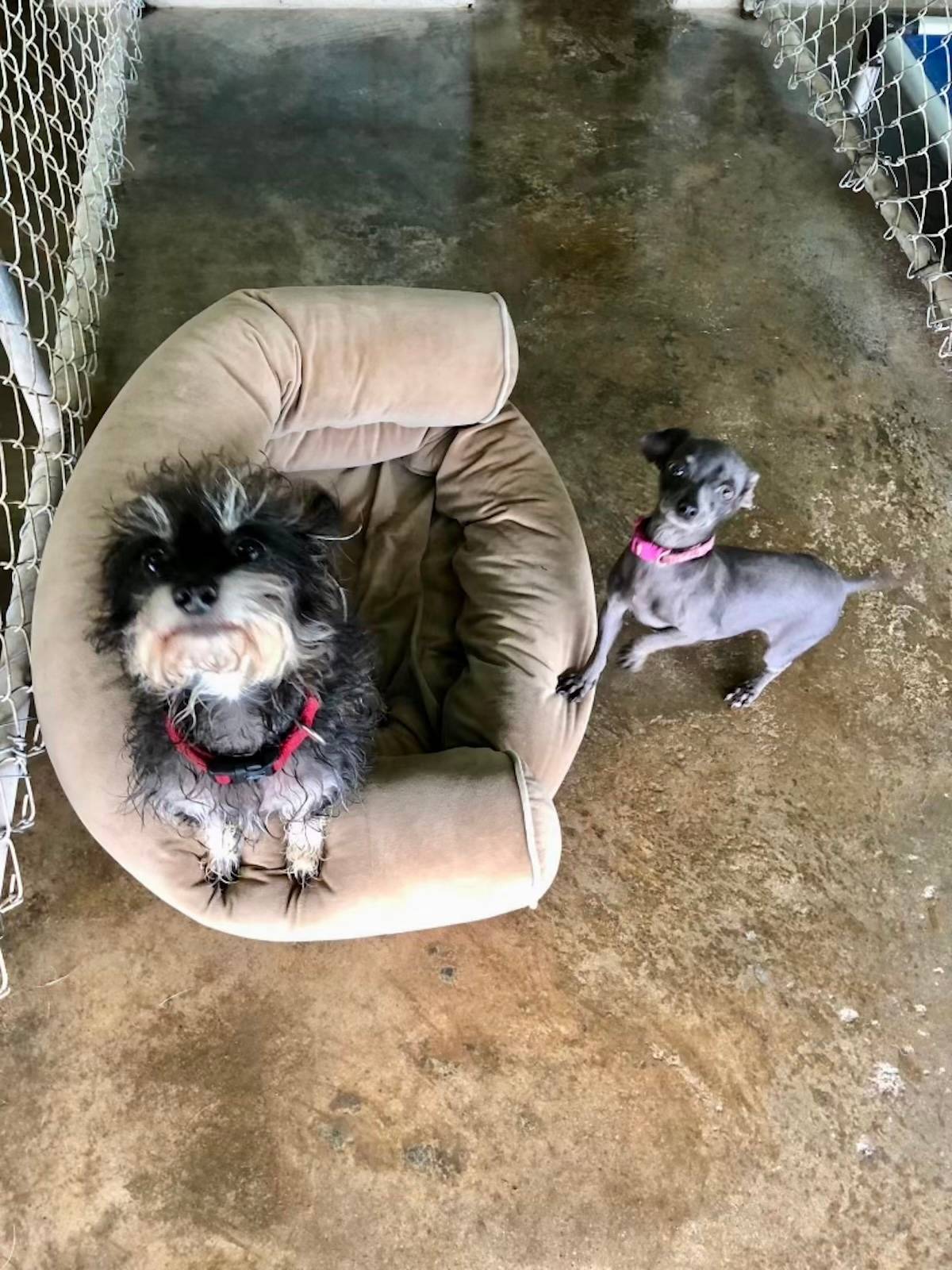picture of two tiny grey dogs on a dirty shelter floor