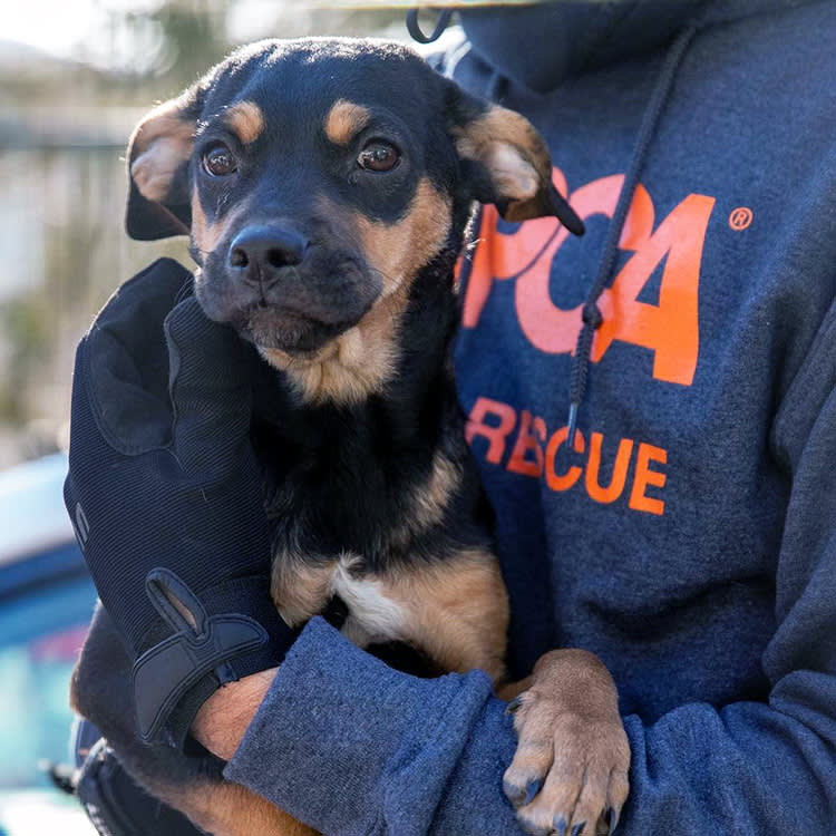 ASPCA response team has been on the ground assisting in the rescue of over 90 maltreated dogs in Vernon Township, New Jersey. 