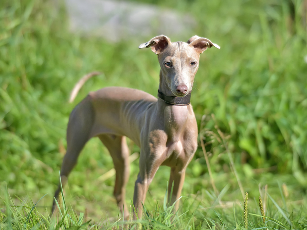 A small, gray dog stands on green grass.