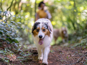 Australian shepherd panting with tongue out, walking ahead of owners.