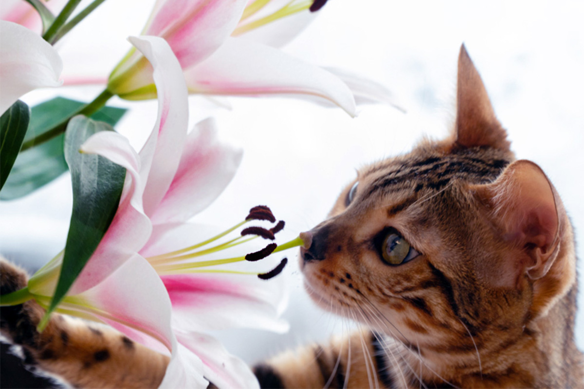 Cat with lilies