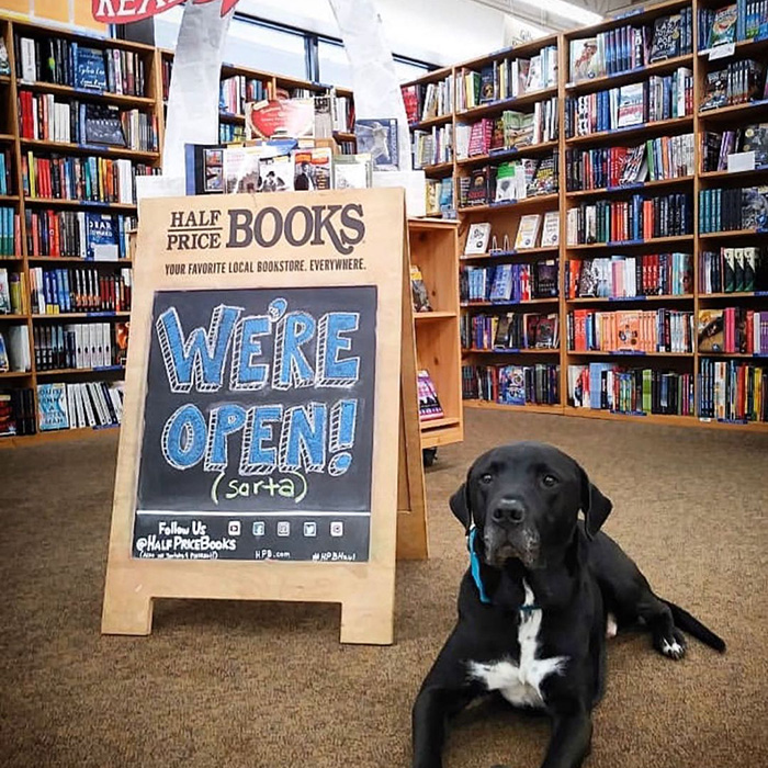 a small brown dog at Half Priced Books