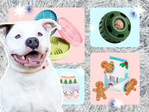 white dog surrounded by dog toys: a treat dispenser, a slow feeder, a dog sweater, and a gingerbread plushie