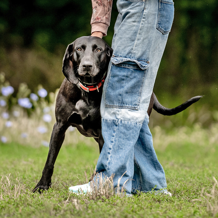 Why Does My Dog Lean On Me? This Behavior Explained · Kinship