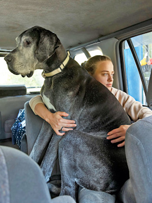 Great Dane dog sitting on woman's lap in the car.