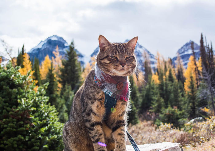 a leashed cat outside in front of mountains