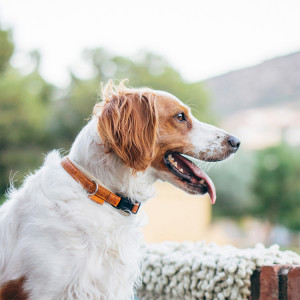 Profile of Spanish Bretton dog outside