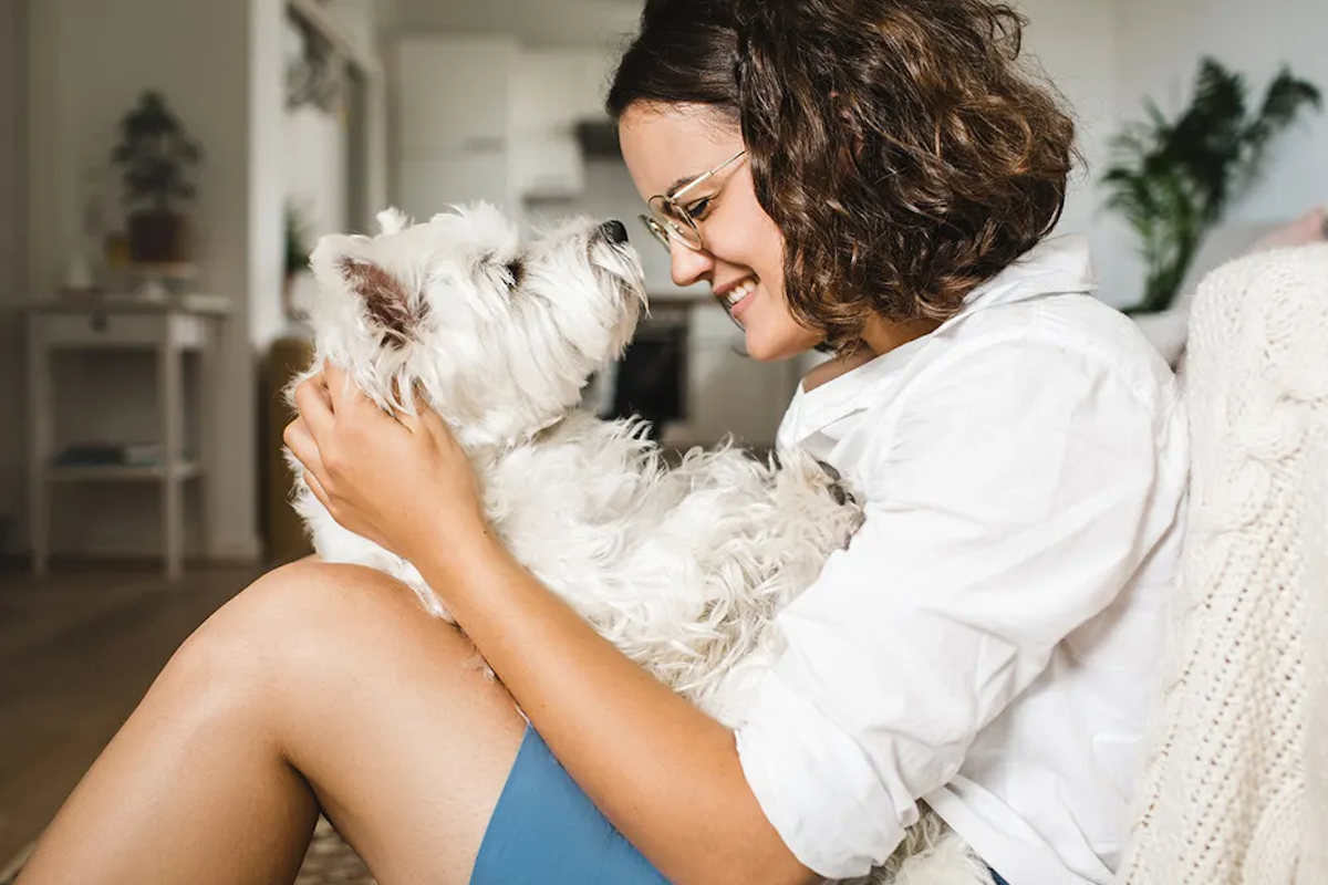 White dog sniffing person