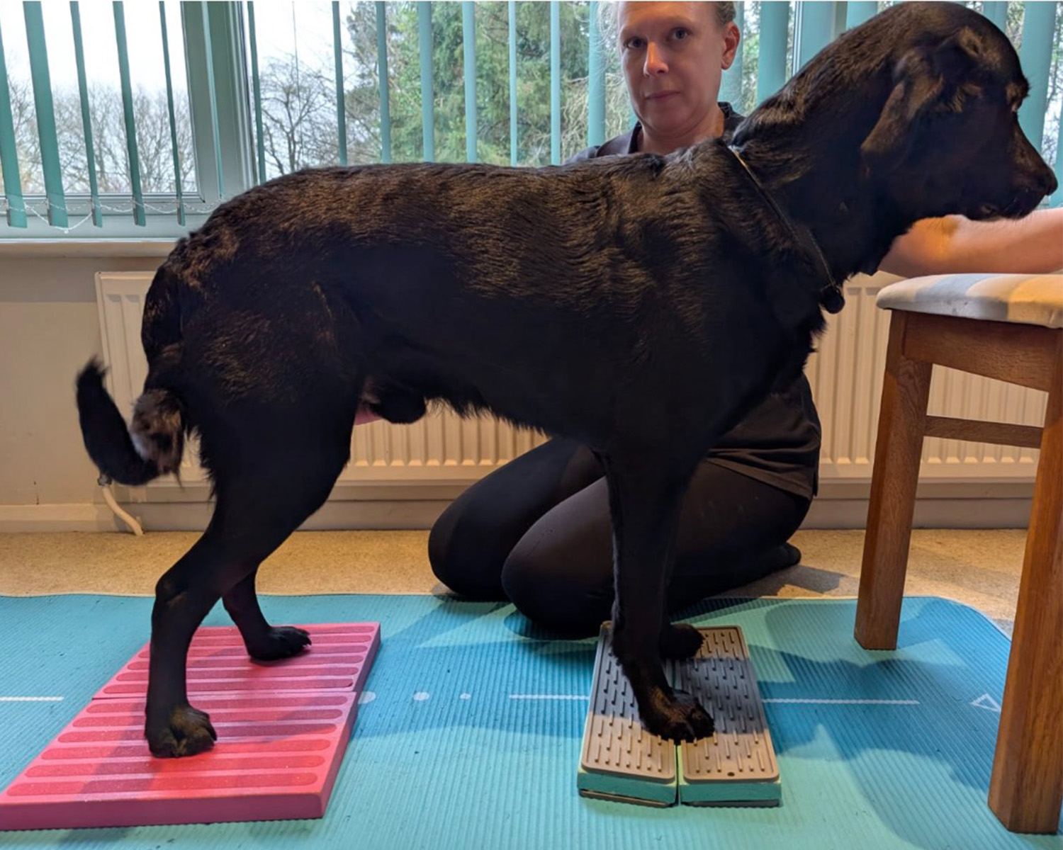 dog plank activation