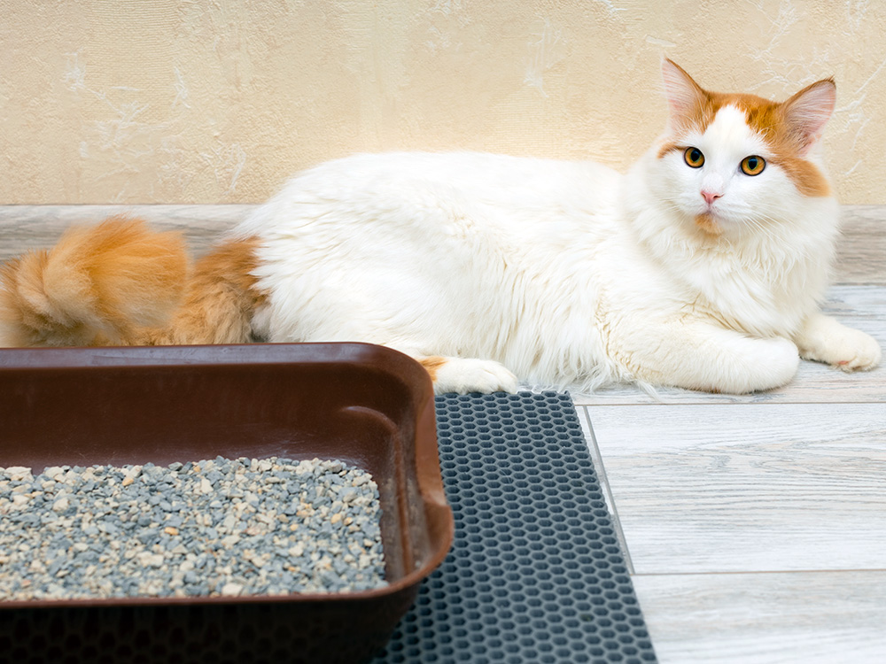 Cute fluffy cat laying by litter box.