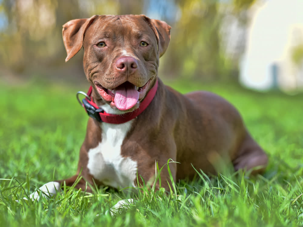 American Pit Bull Terrier sitting in lawn