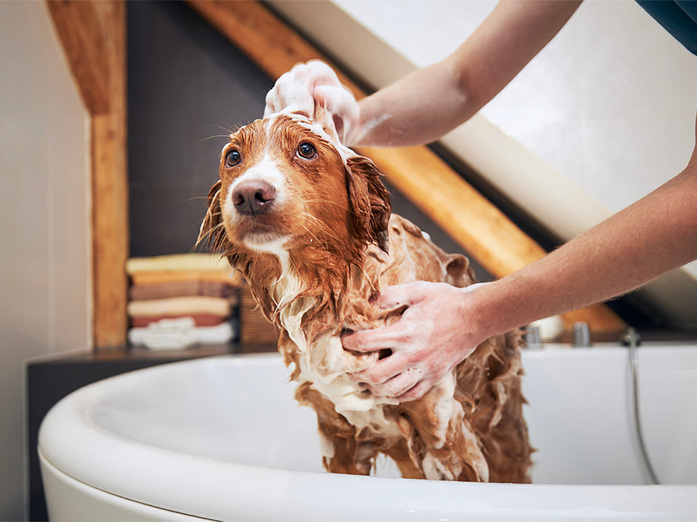 A person giving a dog a bath in a bathtub. 