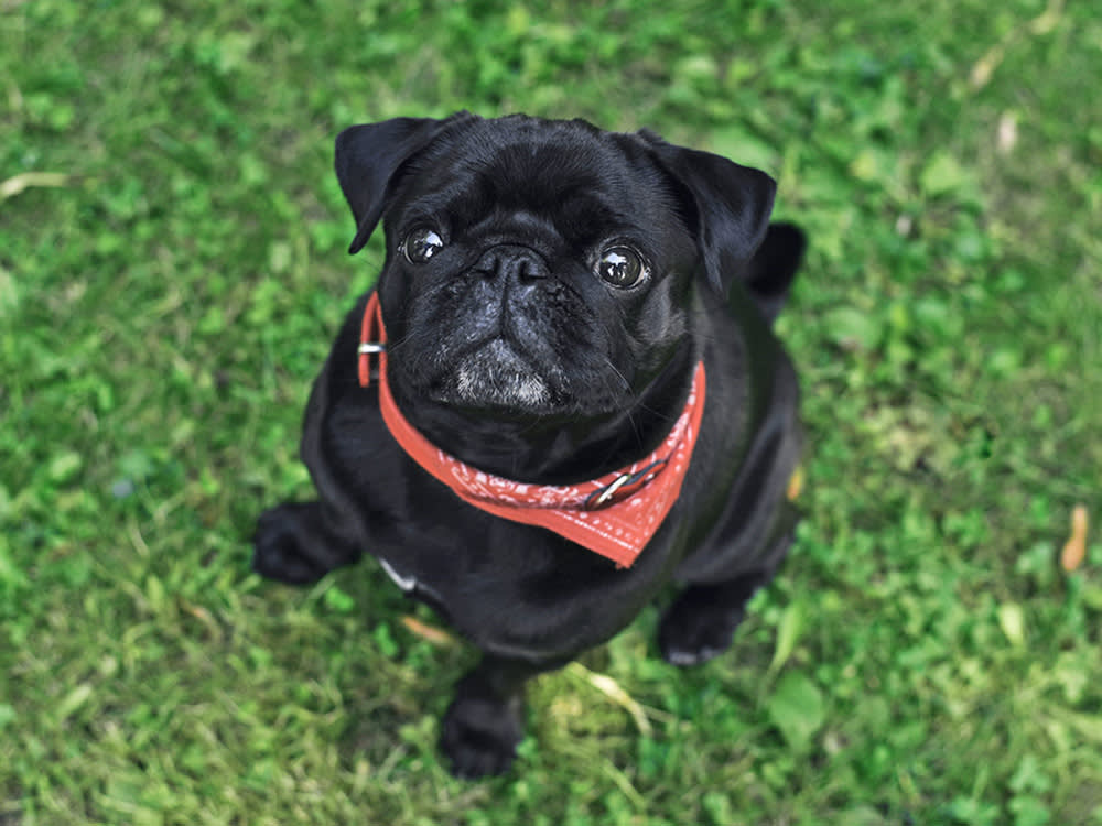 A small black dog wearing a red bandana looks up from where they sit on green grass.