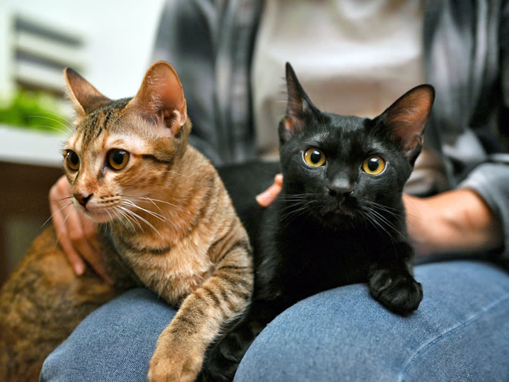 Two cats sitting on someone's lap.