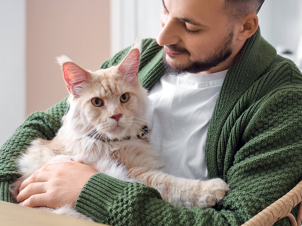 Man snuggling his Maine Coon cat at home.
