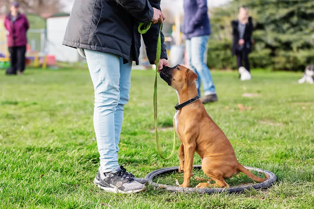 Person feeding a dog
