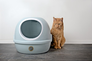 a picture of a ginger cat next to a blue automatic litter box