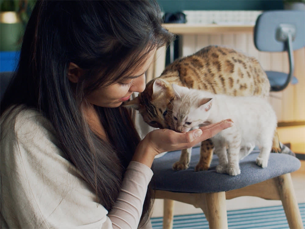 Why Is My Cat So Affectionate? Understanding a Cat's Body Language -  PetHelpful