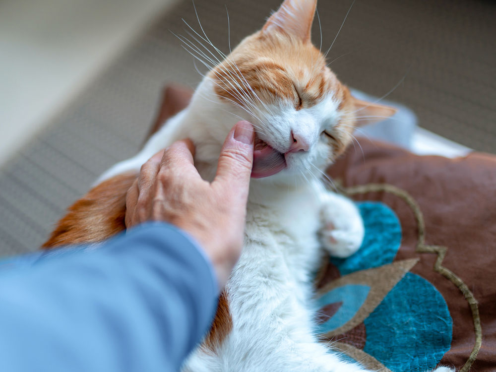 white and orange cat licking a person's hand