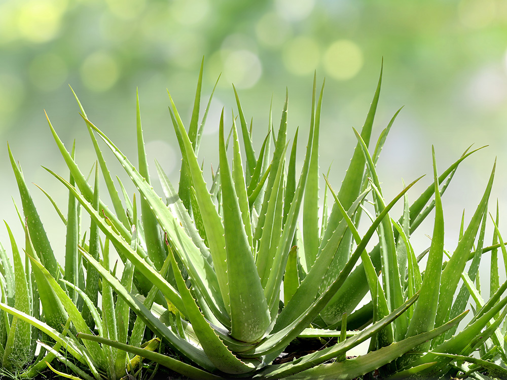 Aloe vera