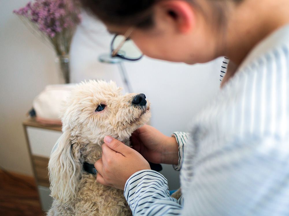 Woman looking at her poodle's fur.
