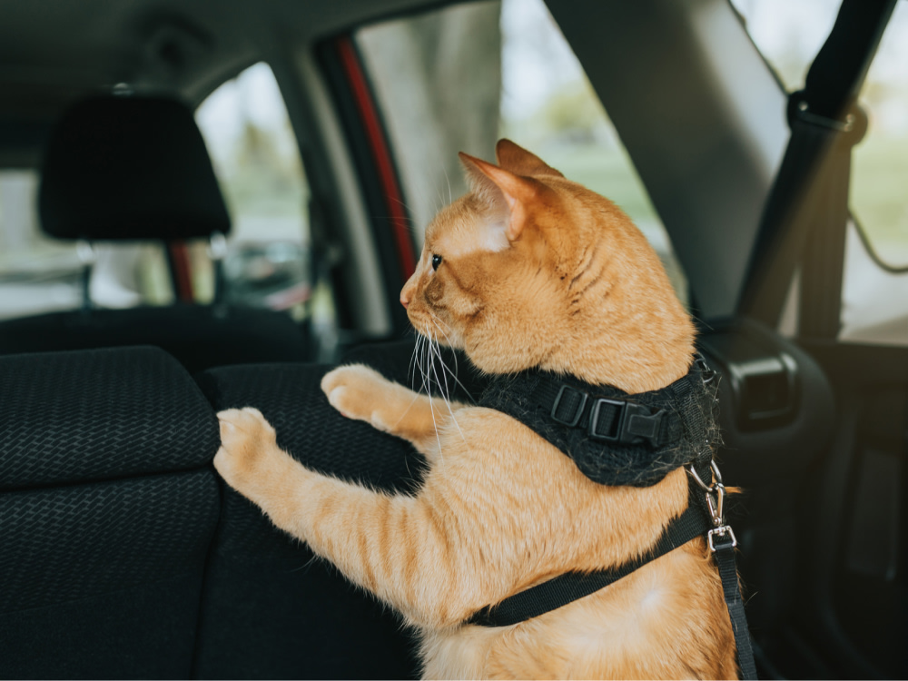 Cat standing up in the back of a car