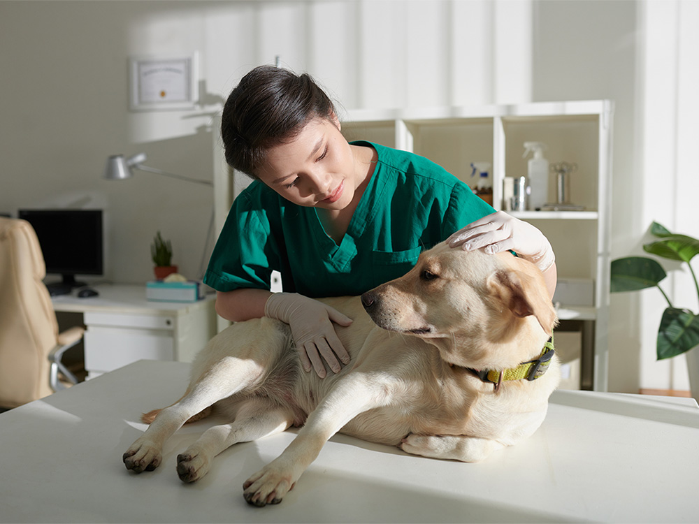 There's a Serious Veterinarian Shortage Right Now · The Wildest
