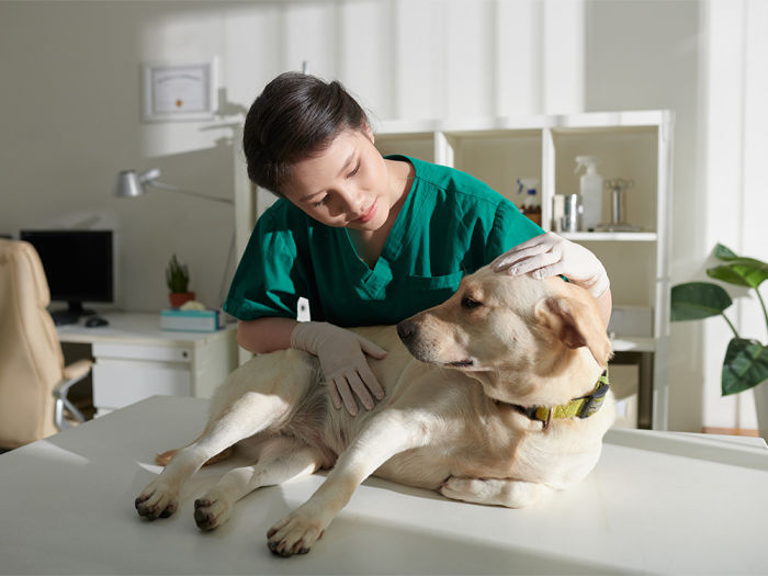 A female veterinarian examining a dog. 