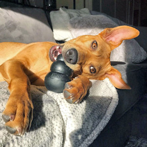 Cute puppy chewing on Kong rubber toy.