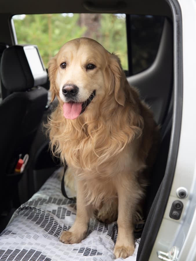 picture of a labrador sitting on a blanket in the back of a silver car
