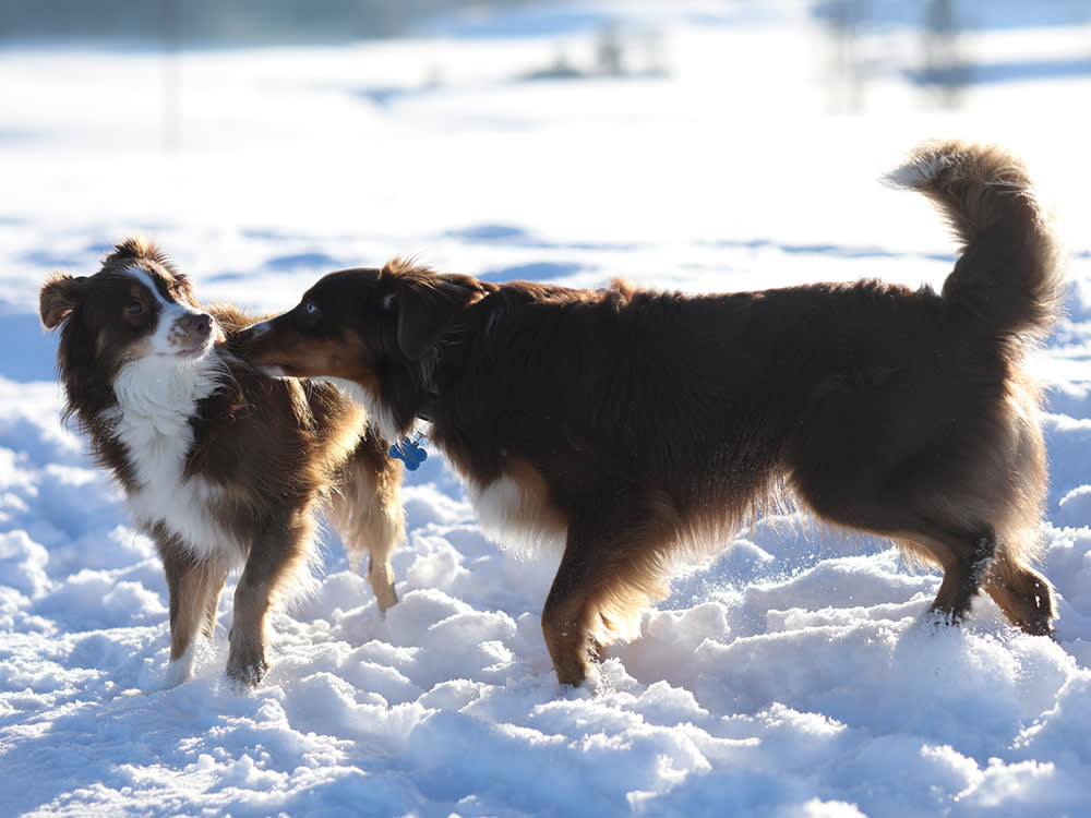 Are Your Dogs Arguing With Each Other? Fighting Without Biting · The Wildest