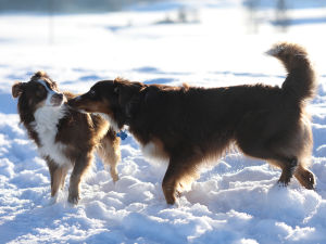 Two Australian Shepherd dogs meeting in the snow