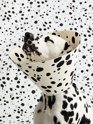 The new coffee table book Cone of Shame will be released on September 10, 2024.