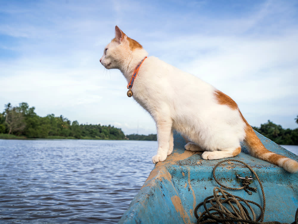 A rescue cat on a longtail fishing boat looks at the water for fish in Thailand.