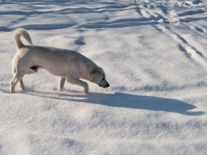 Dog looking at their shadow in the snow