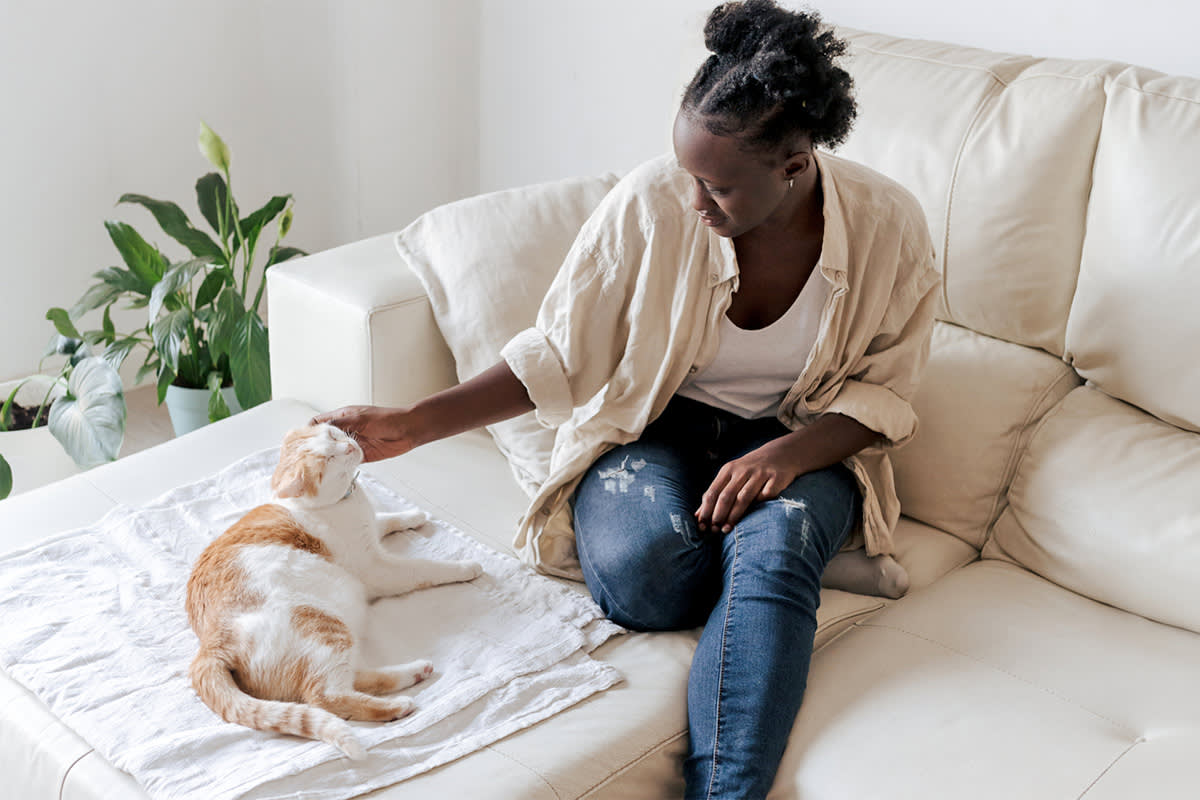 person petting a cat