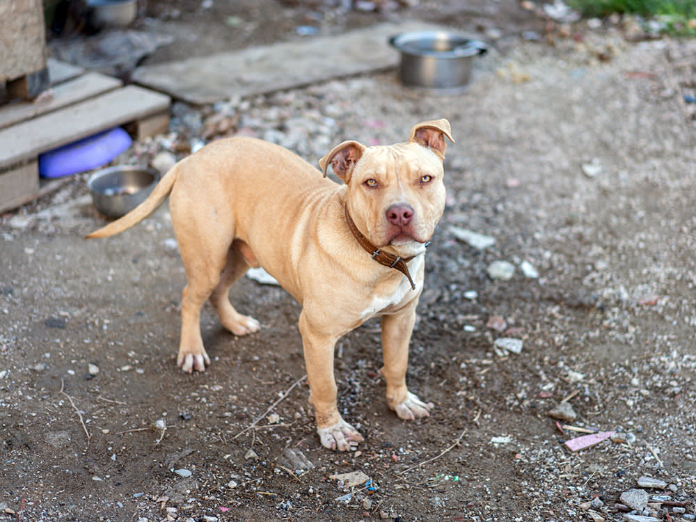 Pit Bull chained up outside in a dirty yard.