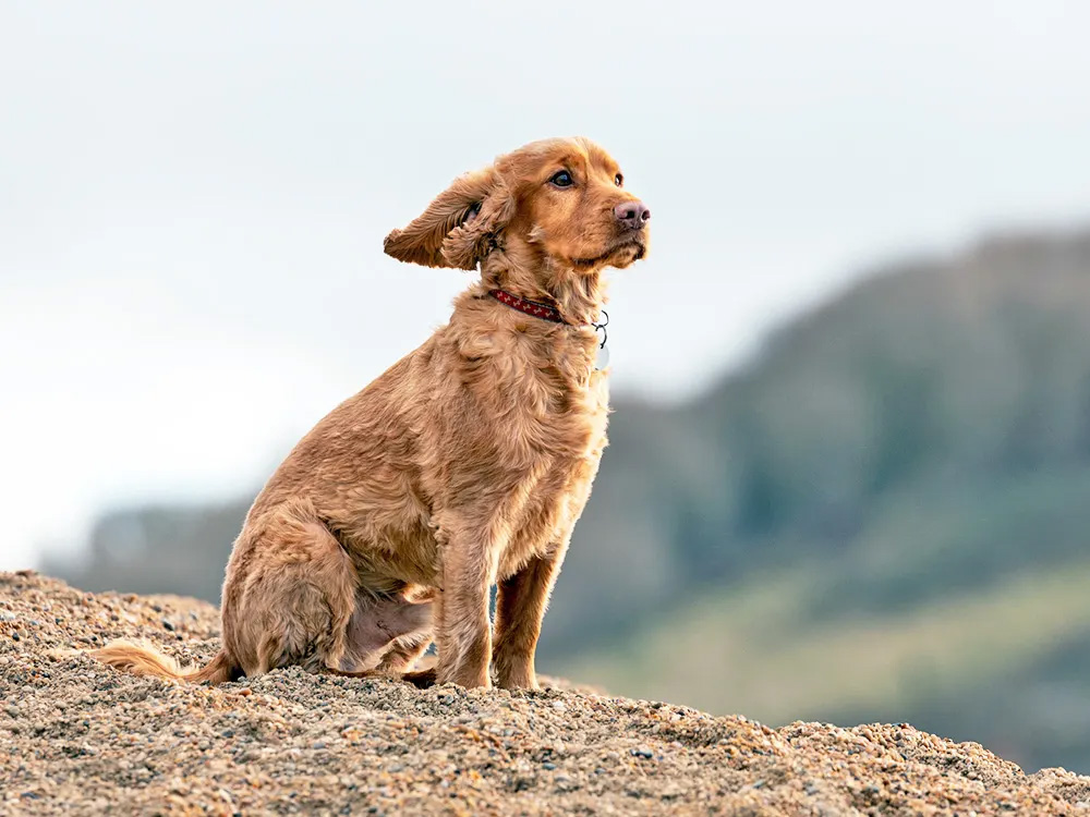 A brown dog sits on a dirt hill and looks into the distance.