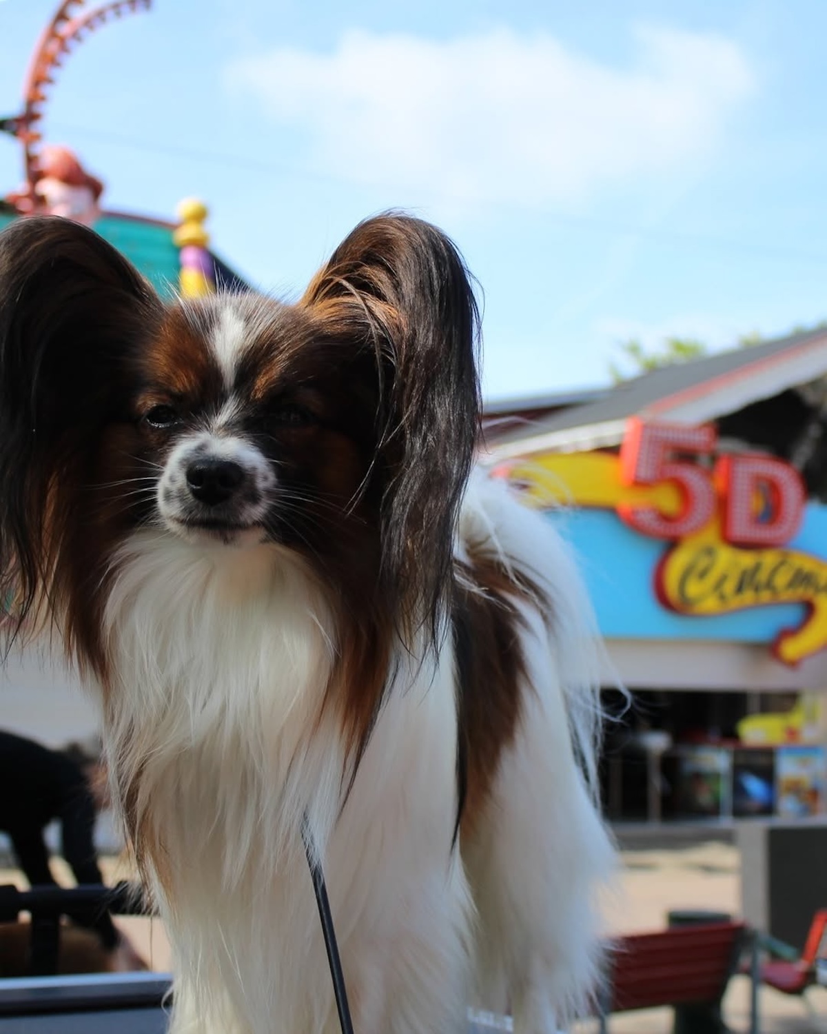 a picture of a chinese crested dog at a theme park